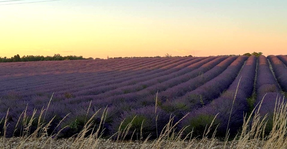 lavandes web lavandes web