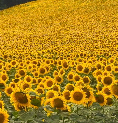 tournesol web tournesol web